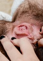 Anika Darling in scary hairy, Anika Darling (ani053) ATK Natural & Hairy: Anika Darling (Anika Darling in scary hairy)