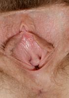 Apricot Pitts in young and hairy, Apricot Pitts (apr024) ATK Natural & Hairy: Apricot Pitts (Apricot Pitts in young and hairy)
