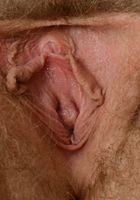 Apricot Pitts in young and hairy, Apricot Pitts (apr024) ATK Natural & Hairy: Apricot Pitts (Apricot Pitts in young and hairy)