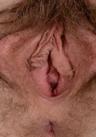 Apricot Pitts in young and hairy, Apricot Pitts (apr024) ATK Natural & Hairy: Apricot Pitts (Apricot Pitts in young and hairy)