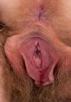 Apricot Pitts in young and hairy, Apricot Pitts (apr024) ATK Natural & Hairy: Apricot Pitts (Apricot Pitts in young and hairy)