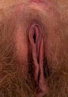 Apricot Pitts in young and hairy, Apricot Pitts (apr024) ATK Natural & Hairy: Apricot Pitts (Apricot Pitts in young and hairy)