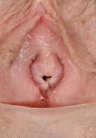 Apricot Pitts in young and hairy, Apricot Pitts (apr024) ATK Natural & Hairy: Apricot Pitts (Apricot Pitts in young and hairy)