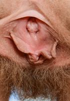Apricot Pitts in young and hairy, Apricot Pitts (apr024) ATK Natural & Hairy: Apricot Pitts (Apricot Pitts in young and hairy)