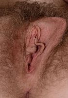 Apricot Pitts in young and hairy, Apricot Pitts (apr024) ATK Natural & Hairy: Apricot Pitts (Apricot Pitts in young and hairy)
