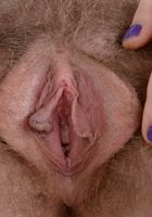 Apricot Pitts in young and hairy, Apricot Pitts (apr024) ATK Natural & Hairy: Apricot Pitts (Apricot Pitts in young and hairy)