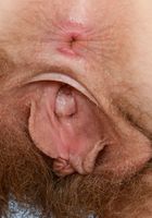 Apricot Pitts in young and hairy, Apricot Pitts (apr024) ATK Natural & Hairy: Apricot Pitts (Apricot Pitts in young and hairy)