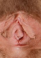 Apricot Pitts in young and hairy, Apricot Pitts (apr024) ATK Natural & Hairy: Apricot Pitts (Apricot Pitts in young and hairy)