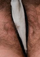 Apricot Pitts in young and hairy, Apricot Pitts (apr024) ATK Natural & Hairy: Apricot Pitts (Apricot Pitts in young and hairy)