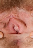 Apricot Pitts in young and hairy, Apricot Pitts (apr024) ATK Natural & Hairy: Apricot Pitts (Apricot Pitts in young and hairy)