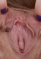Apricot Pitts in young and hairy, Apricot Pitts (apr024) ATK Natural & Hairy: Apricot Pitts (Apricot Pitts in young and hairy)