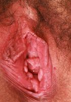 Dria Submits Red Lingerie, Dria Submits (dri003) ATK Natural & Hairy: Dria Submits (Dria Submits Red Lingerie)