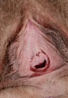 Felicia Fisher in scary hairy, Felicia Fisher (fel024) ATK Natural & Hairy: Felicia Fisher (Felicia Fisher in scary hairy)