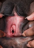 Nadyia Foxxx in black women, Nadyia Foxxx (nad038) ATK Exotics: Nadyia Foxxx (Nadyia Foxxx in black women)