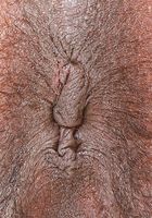 Panreece in exotic and hairy, Panreece (pan013) ATK Natural & Hairy: Panreece (Panreece in exotic and hairy)
