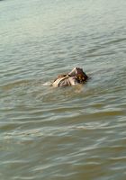 Stoney has fun on a beah and gets all wet in the water, Stoney (sto001) ATK Archives: Stoney (Stoney has fun on a beah and gets all wet in the water)